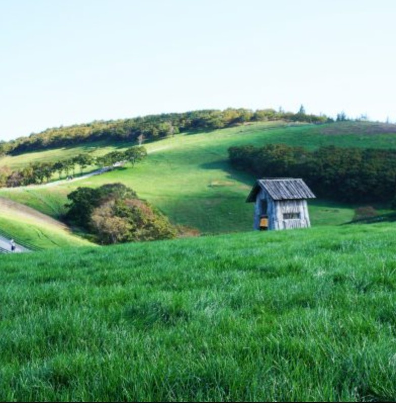 대관령양떼목장사진
