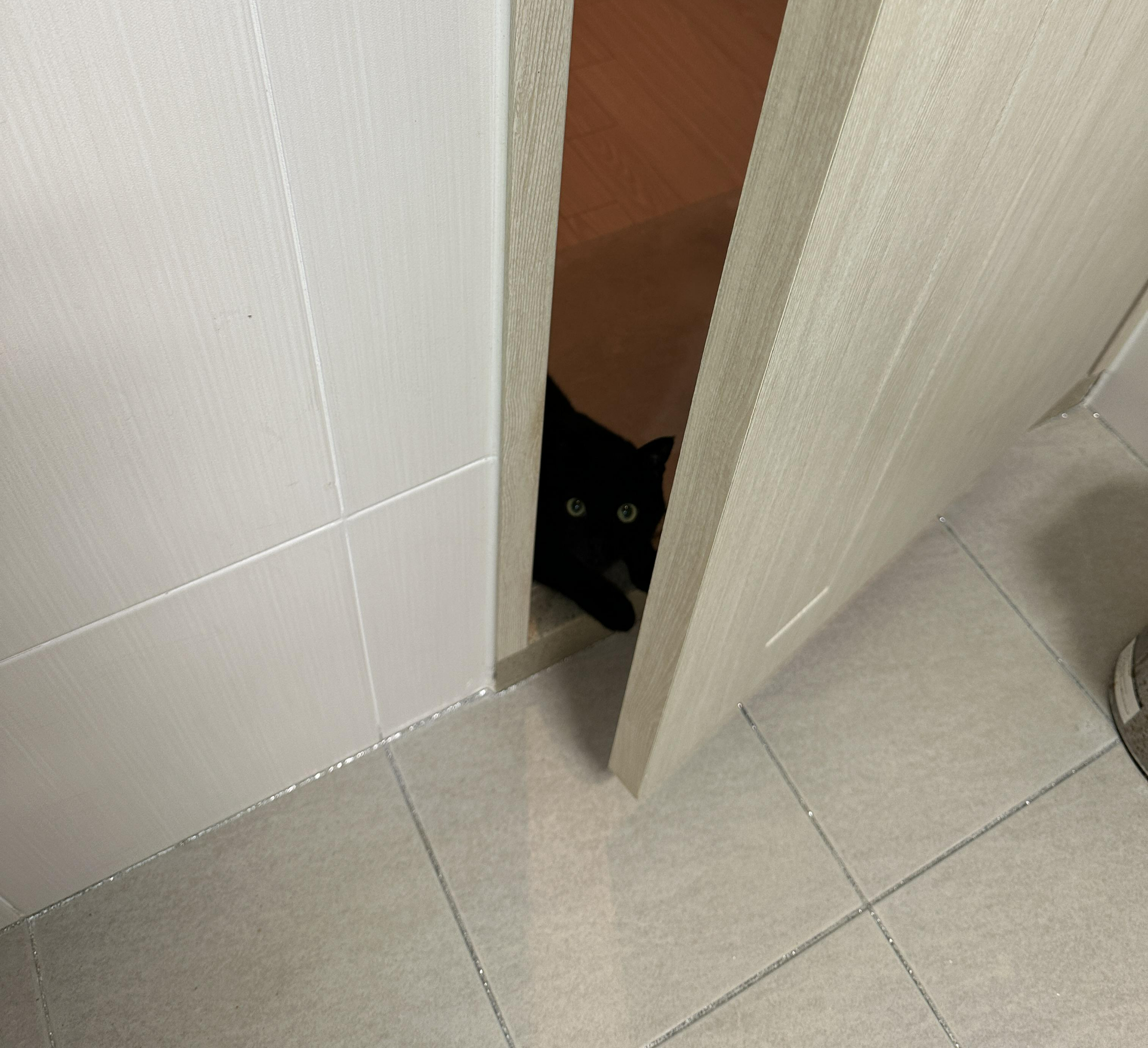 욕실에서도 고양이들의 사랑과 관심을 받는 집사 생활 (feat. 건이와 루디)