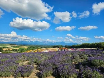 홋카이도 여름 여행코스 4박5일 일정과 맛집 정보 정리_9