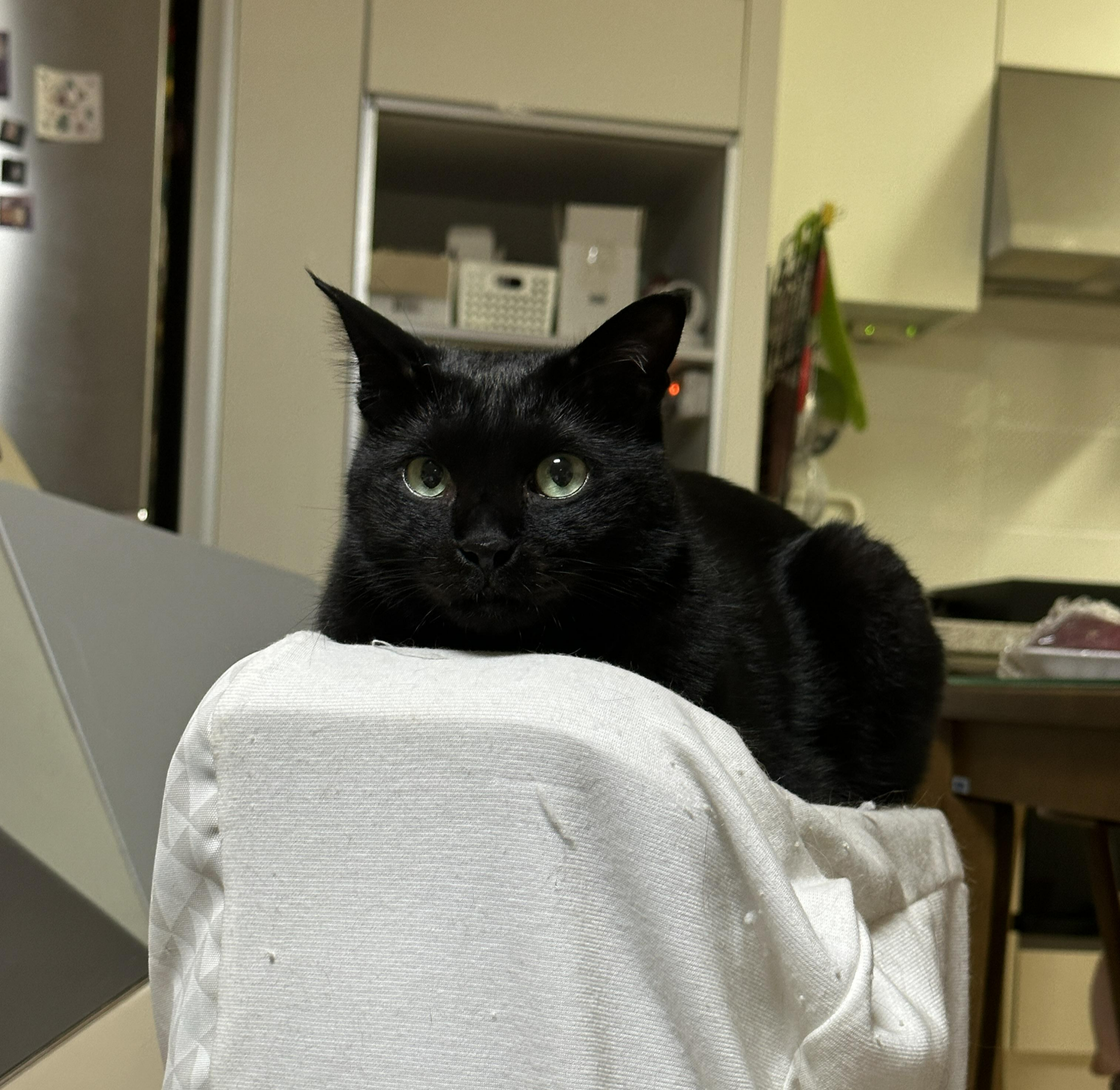 요즘 미모 폭발하는 건이의 최애 장소 (feat. 제습기 위 고양이)