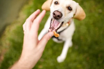 강아지 사료 추천 간식 선택 가이드