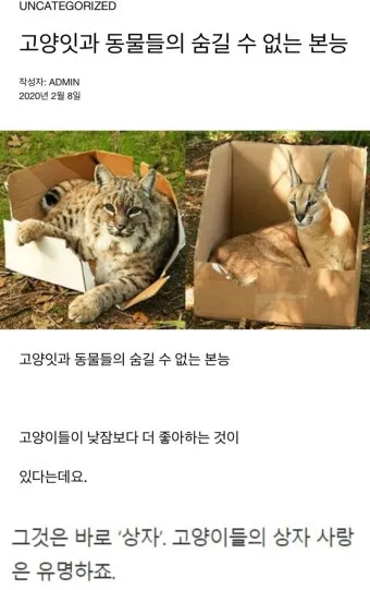 &amp;quot;고양이과