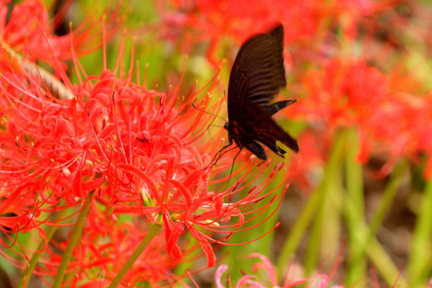 꽃무릇 (석산) Lycoris radiata (L'Her.) Herb. 1819
