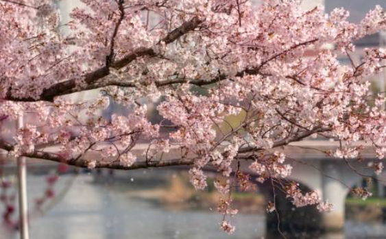 2026 벚꽃 개화 시기