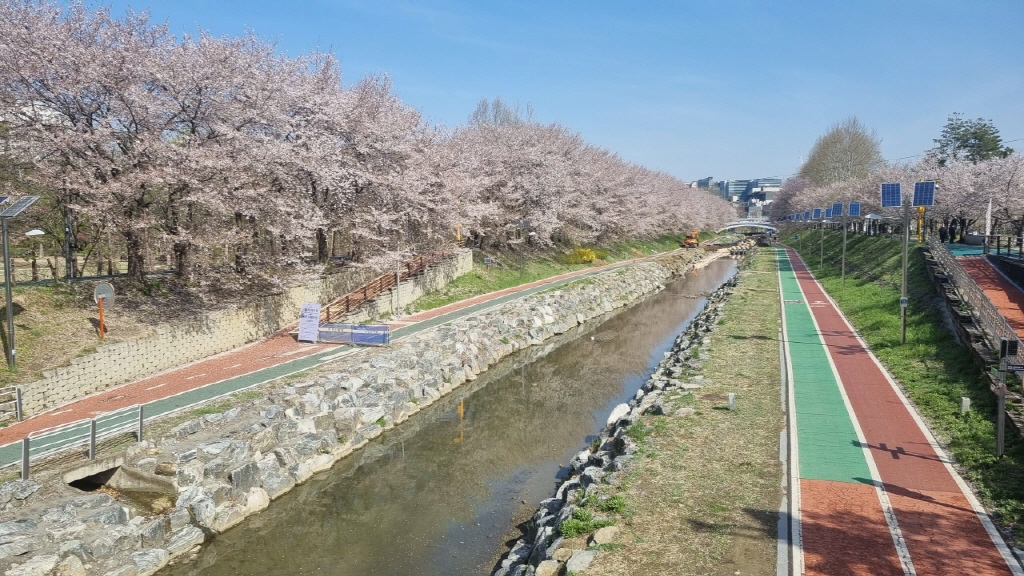 양재천벚꽃축제