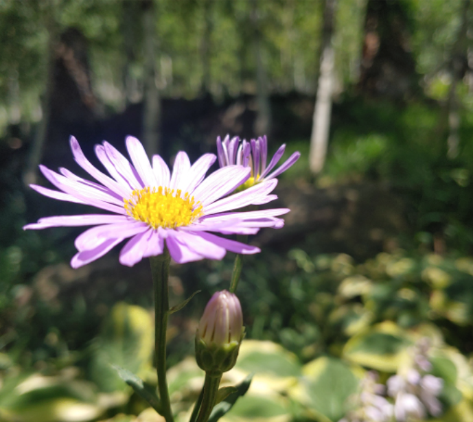 화담숲 예약방법 예약하기 단풍 절정 시기 입장료 모노레일 정보