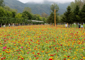 5월 강추 꽃 축제