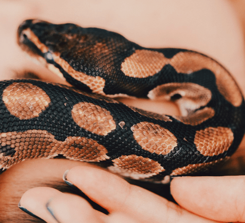 구렁이 나오는 꿈해몽 풀이