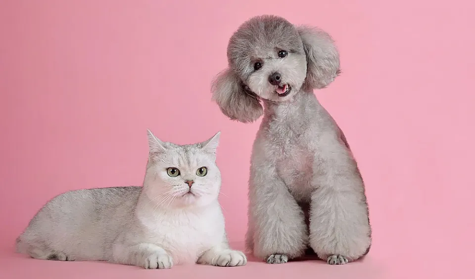 개 고양이 트라조돈 약물 사용 가이드와 주의사항 정리_7