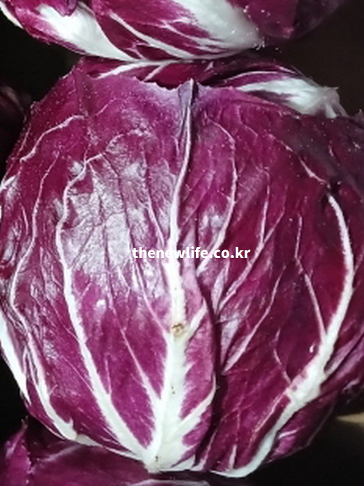 라디치오 효능의 핵심인 안토시아닌 성분이 풍부한 붉은 잎과 흰 줄기 상세 사진