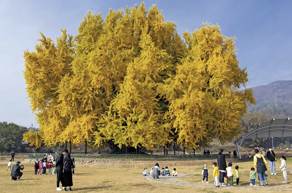원주 반계리 은행나무 풍경 이미지