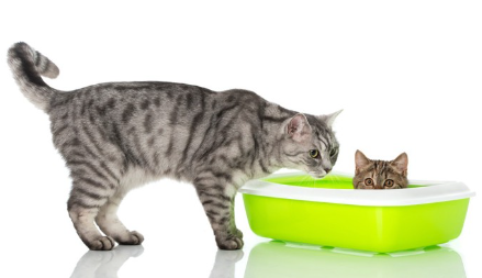 화장실에 있는 아기 고양이와 엄마 고양이.