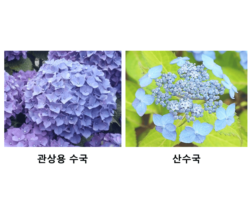보라색-관상용-수국잎-추출물-산수국-차이-비교