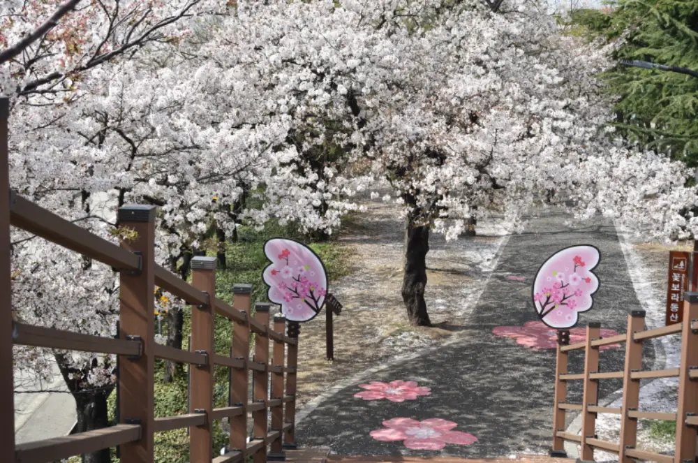 꽃보라동산 벚꽃