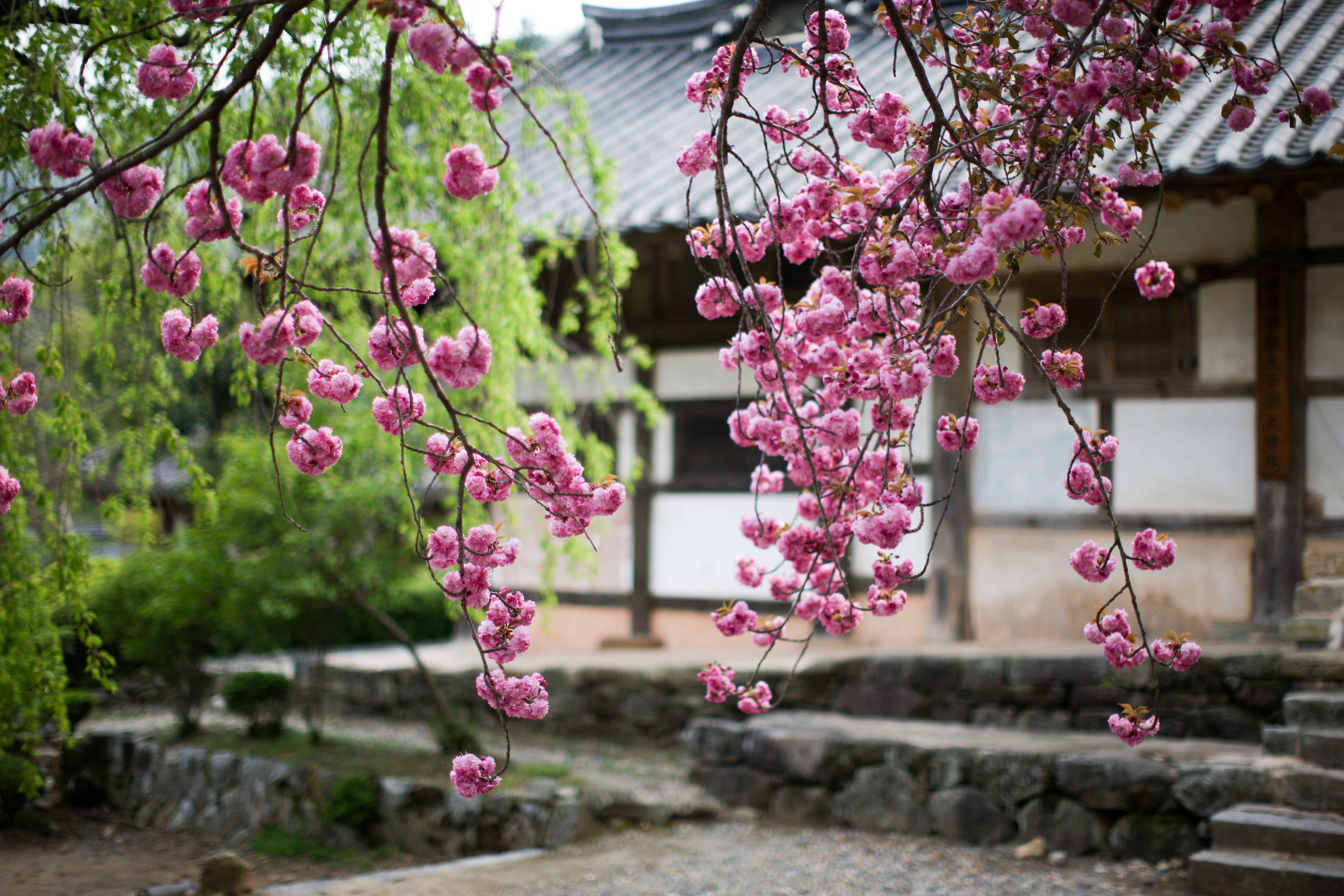 순천 선암사 겹벚꽃