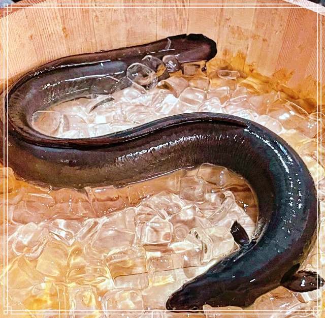 어서와 한국은 처음이지 강남 논현 강화 갯벌장어 구이 맛집