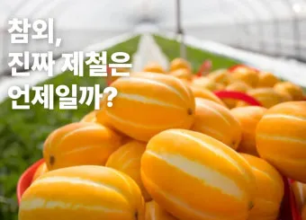 참외 효능 및 영양 정보 섭취 효과 정리_21