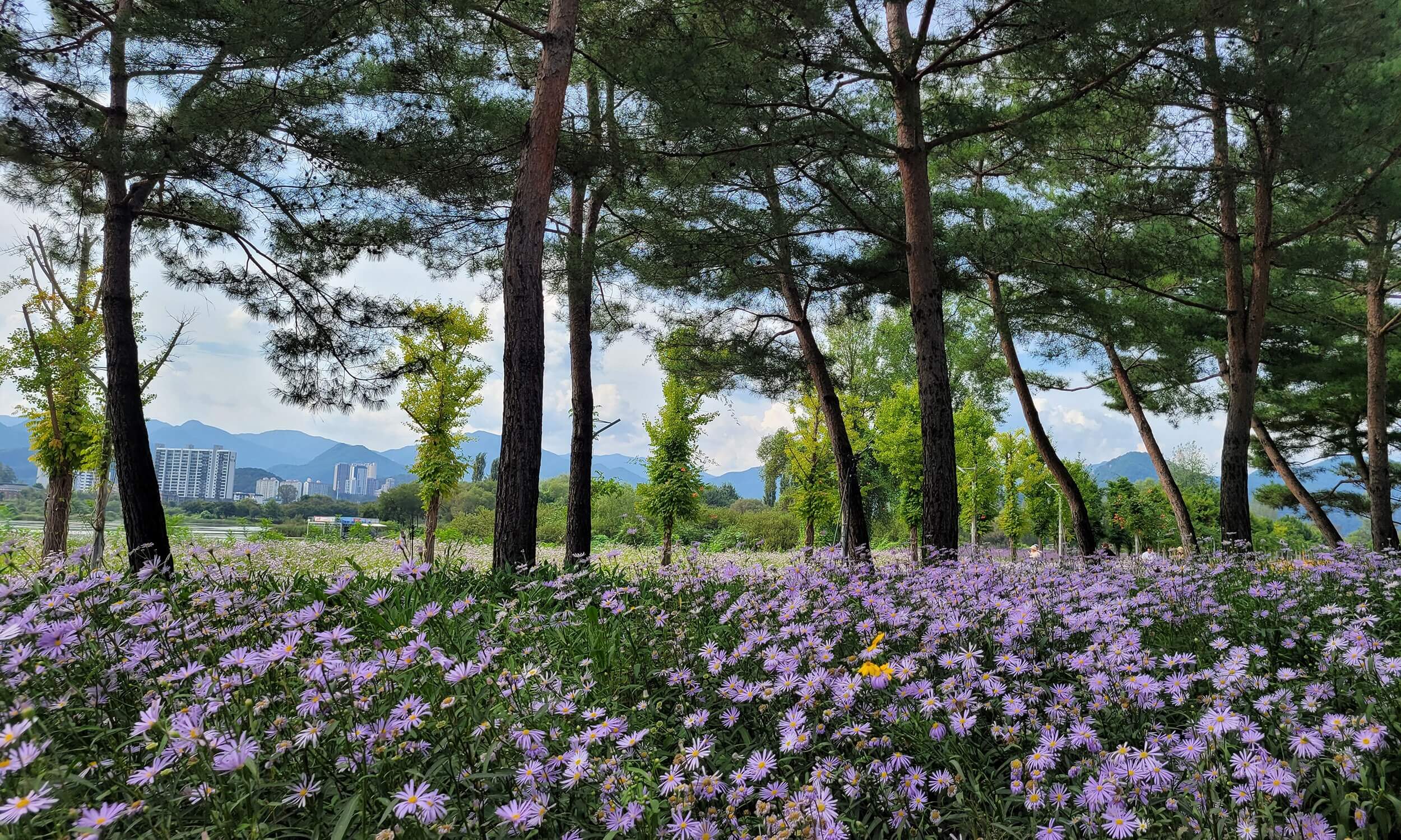 가평 자라섬 남도 꽃정원 수국