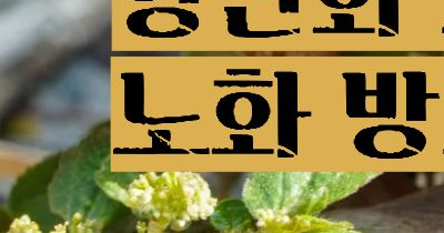 상황버섯 효능 부작용