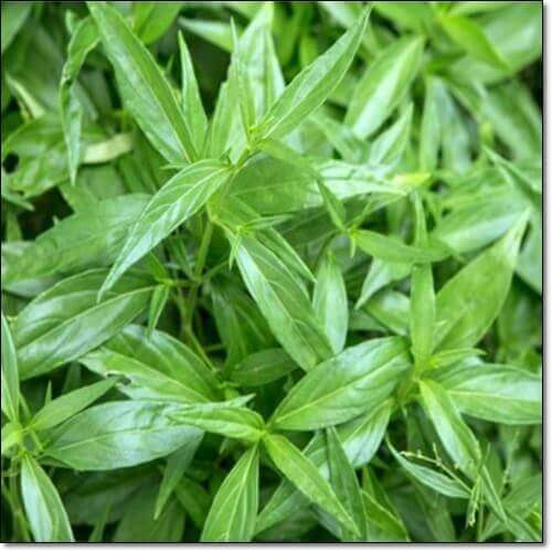 천심련 효능 및 활성 성분 섭취량과 주의점