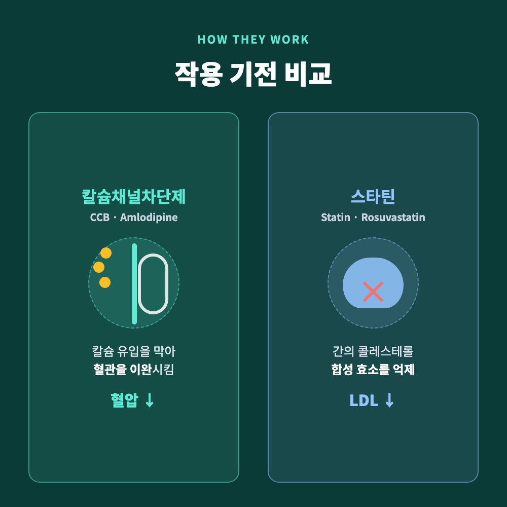 칼슘채널차단제 암로디핀이 혈관을 이완시키는 방식과 스타틴 로수바스타틴이 콜레스테롤 합성을 억제하는 방식을 비교한 일러스트