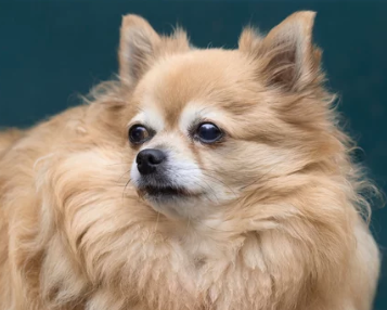 장모치와와/출처:어도비스톡