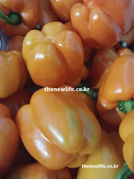파프리카 효능 당지수 요리