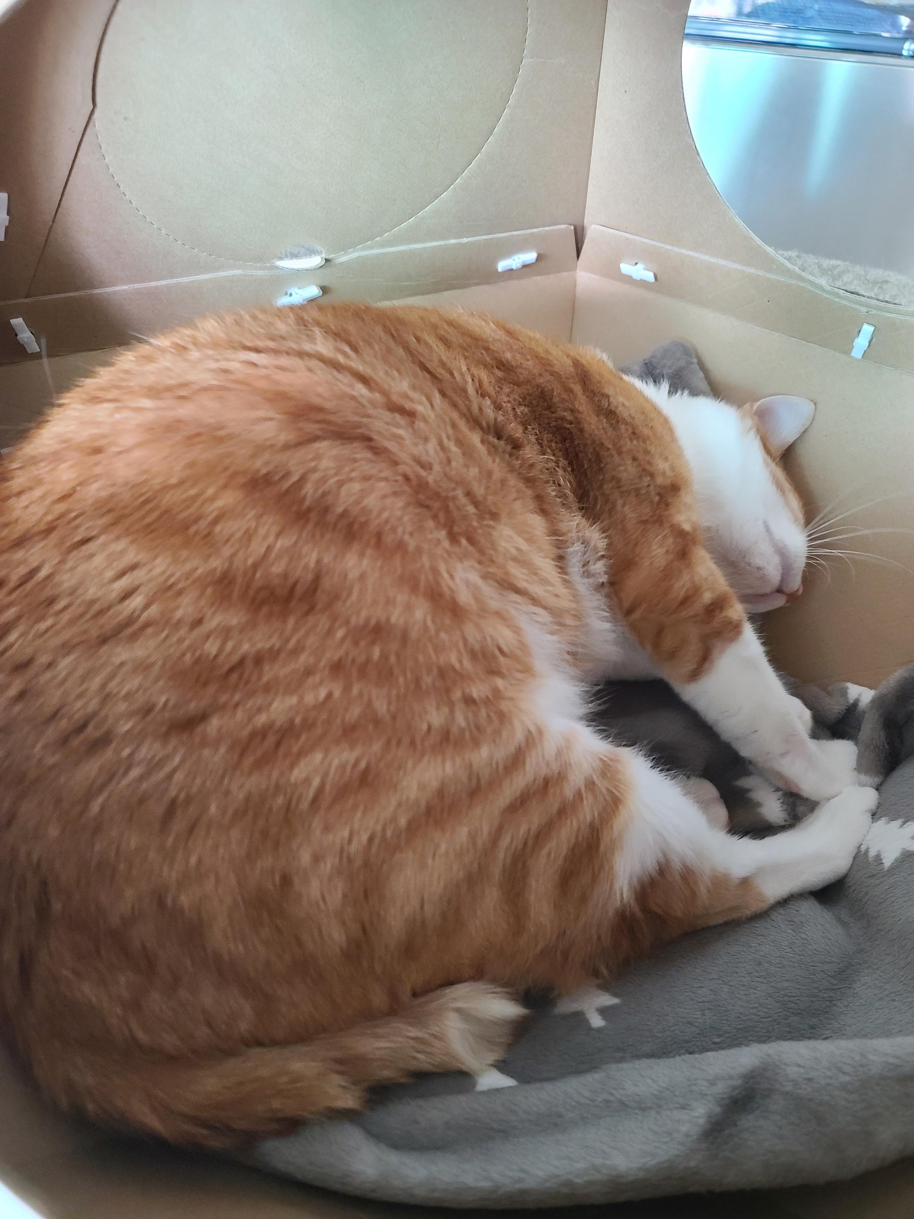 루프탑을 이용하고 싶었던 고양이 호야!(feat. 다다)