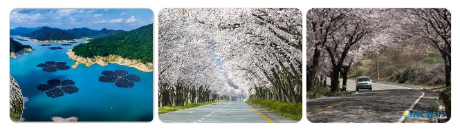 합천댐 벚꽃길 – 한적한 봄 드라이브