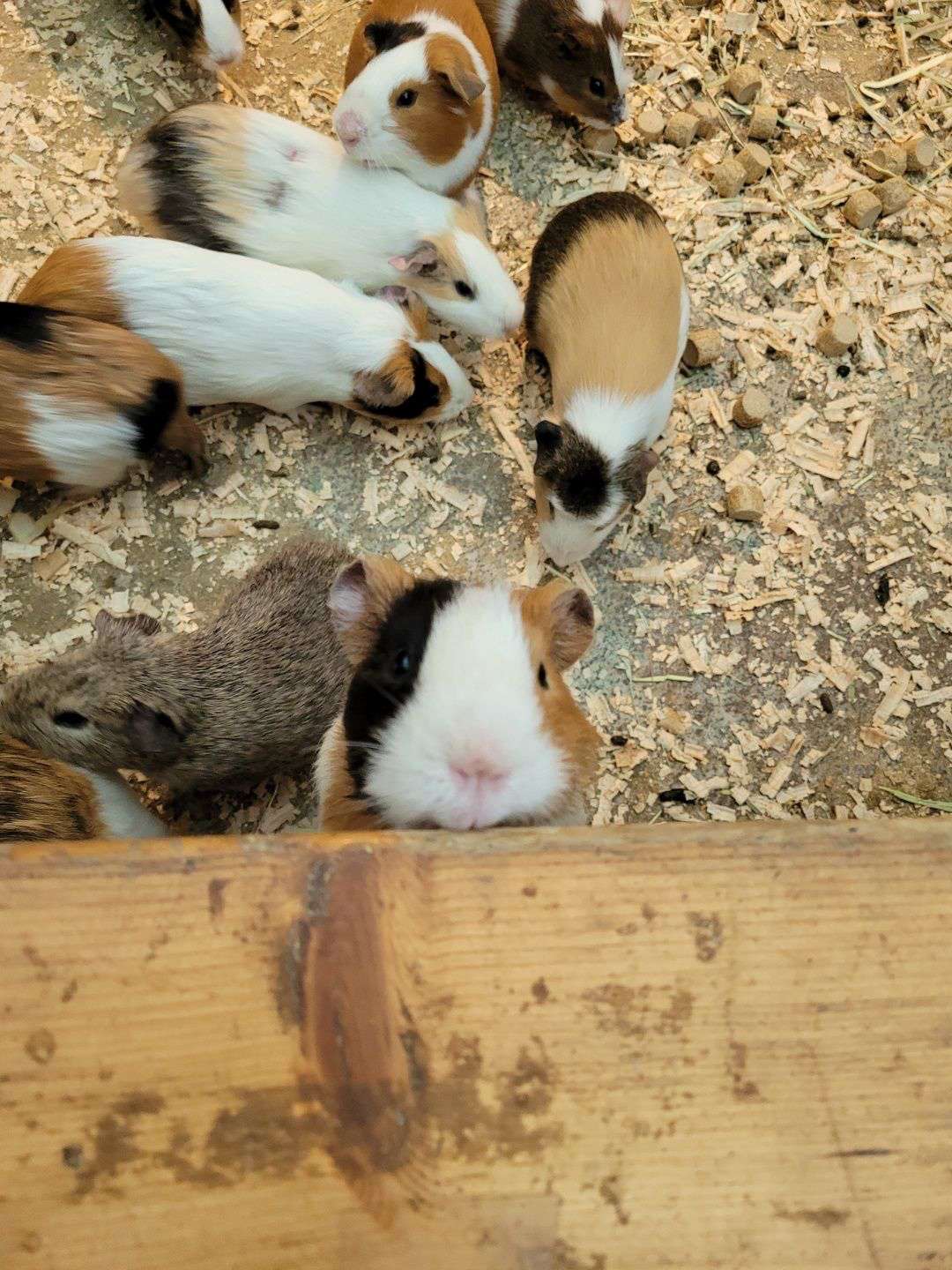 프렌쥬랜드 기니피그