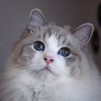 랙돌 고양이