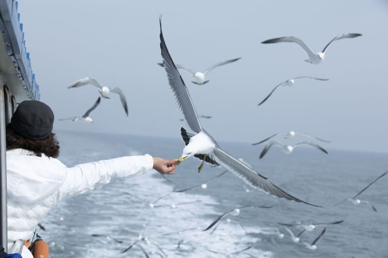배 위에서 사람이 갈매기에게 먹이를 주고 있는 사진