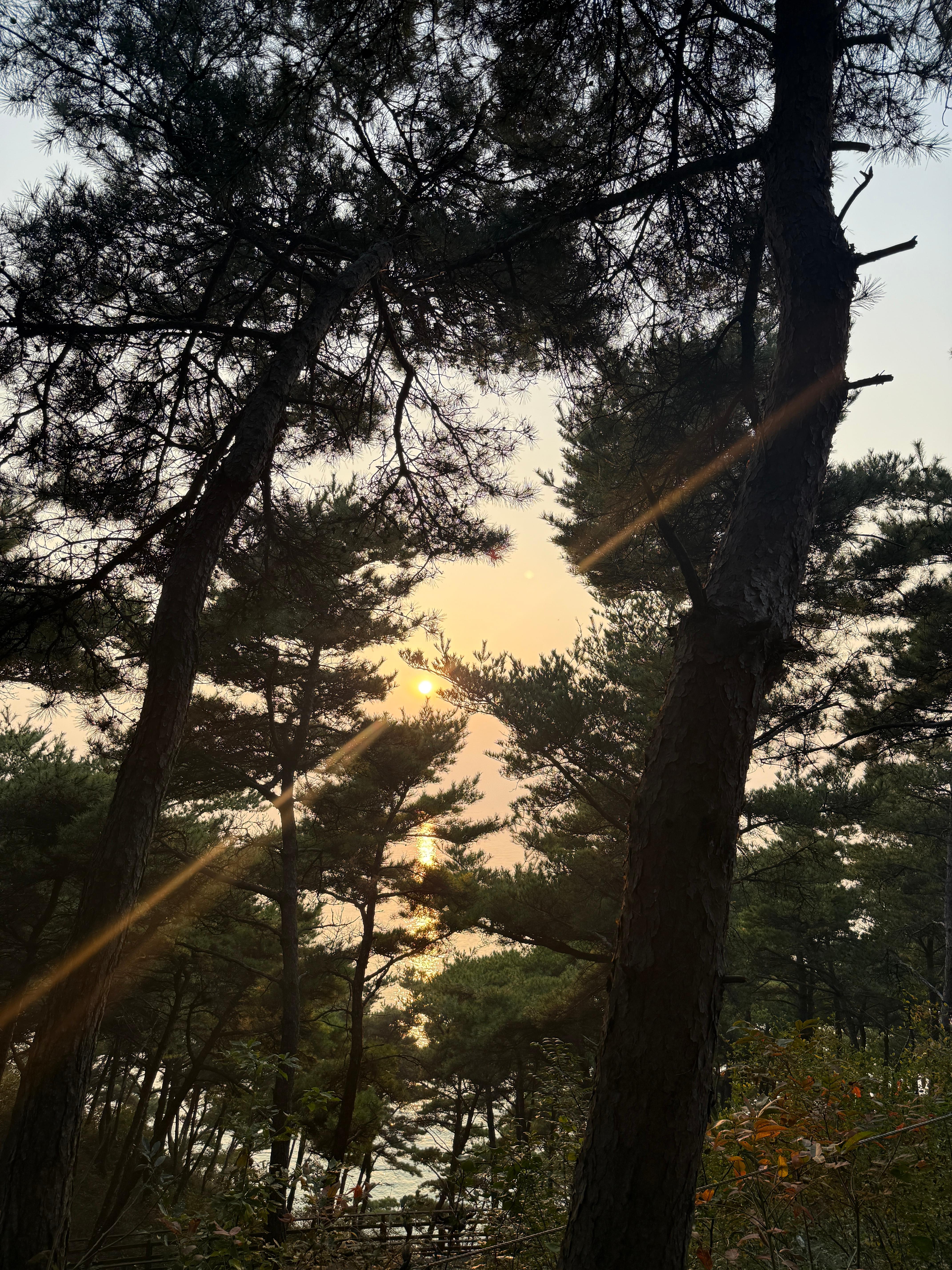 천북굴단지 일몰