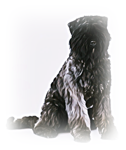 안녕soni
사역견 부비에 데 플랑드르