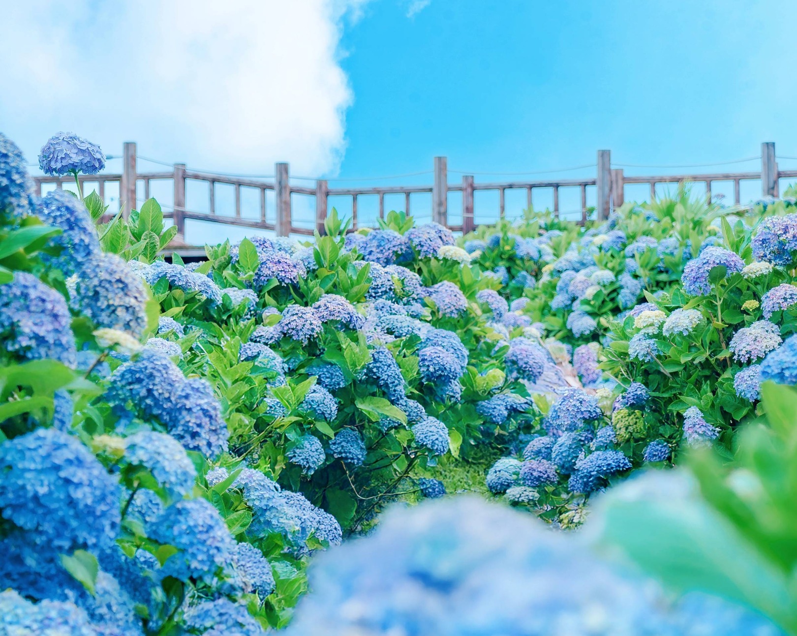 가평 양떼목장 수국