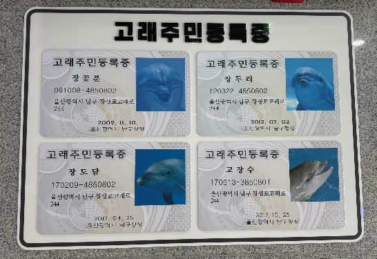 고래주민등록증