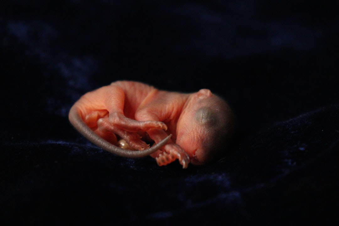 fetus