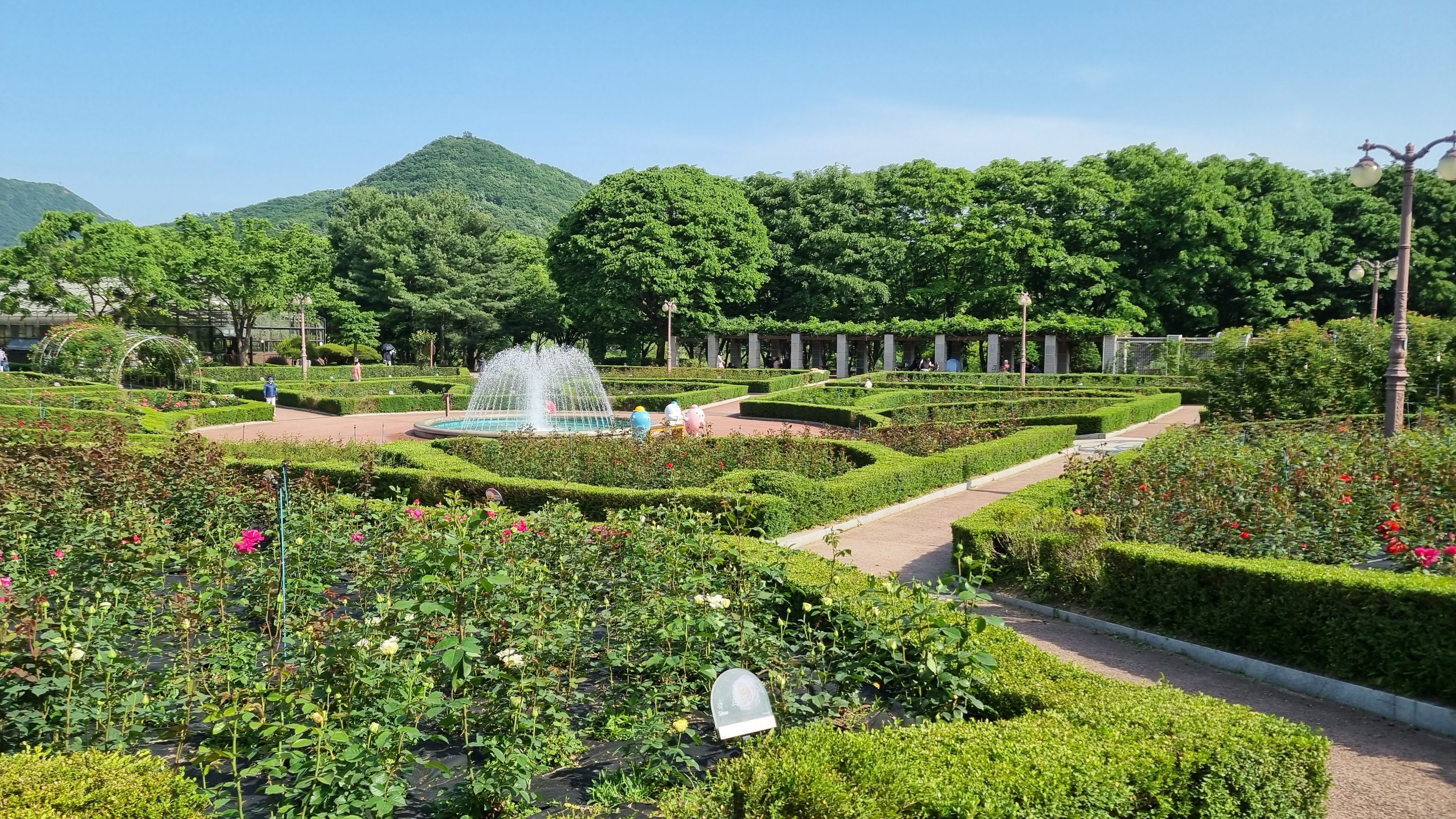 인천대공원 장미축제