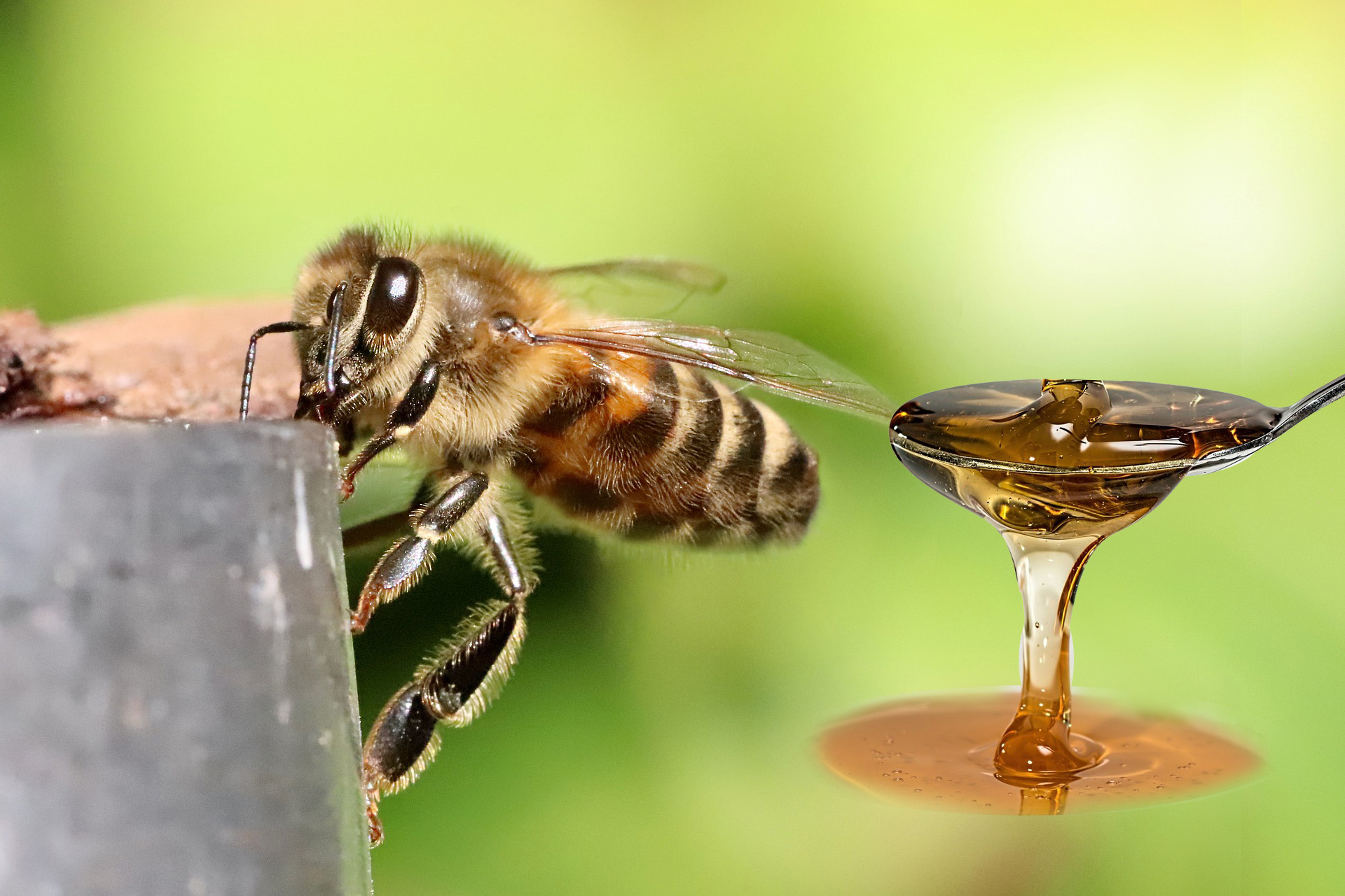 벌과-꿀-이미지