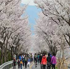 양산시 2024 물금벚꽃축제 기본일정과 프로그램 소개
