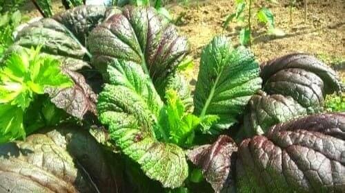 적겨자-청겨자-재배-수확-효능