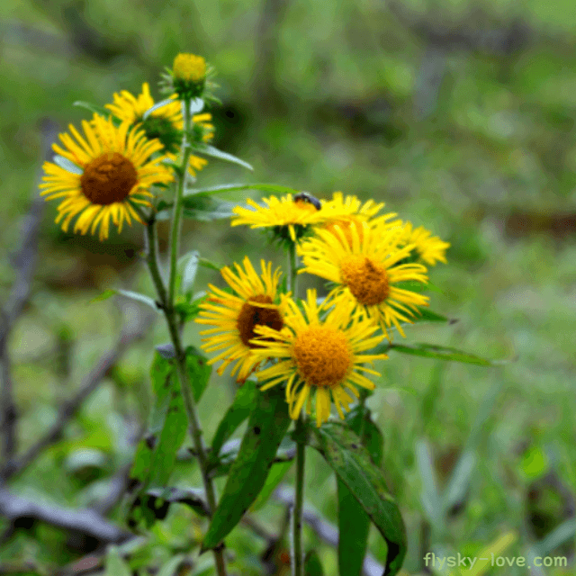 금불초, 선복화