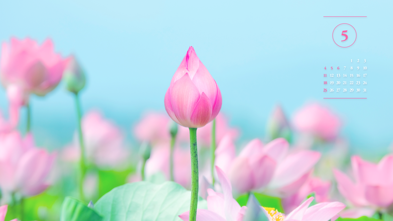 03 연꽃 꽃봉오리 A - 2025년5월 노트북배경화면