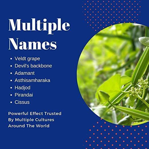 시서스 가루 다이어트