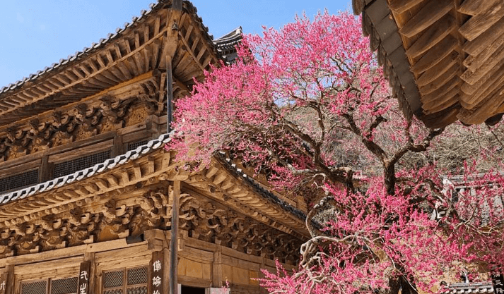 매화 축제 일정