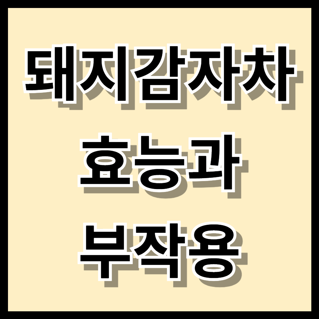 돼지감자차 효능과 부작용