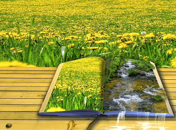 노란 꽃과 계곡물이 그려진 그림책이 펼쳐졌다. 책 너머엔 노란 꽃이 가득 핀 들판이 있다.
