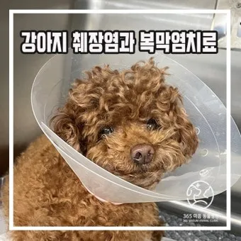 강아지 복막염 원인과 치료 방법_23
