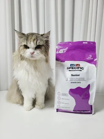 노령 고양이 필수 관리법 4가지 건강 지키기_12