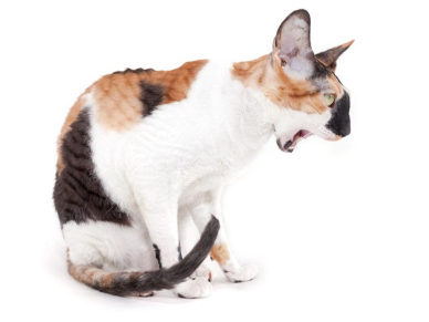 투명한 것을 토할 것 같은 고양이.